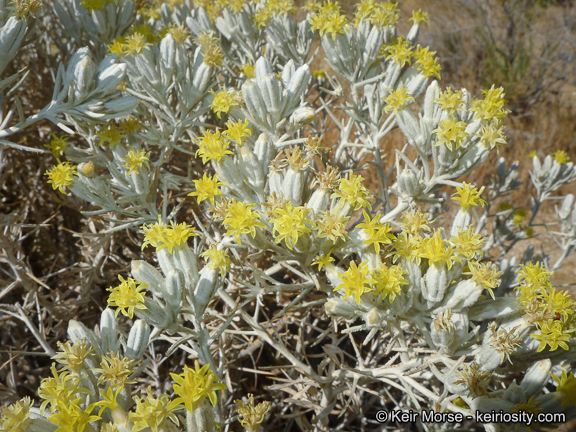 Image of Mojave cottonthorn