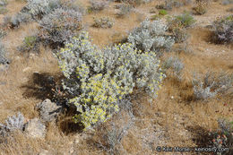 Image of Mojave cottonthorn