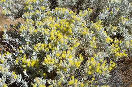 Image of Mojave cottonthorn