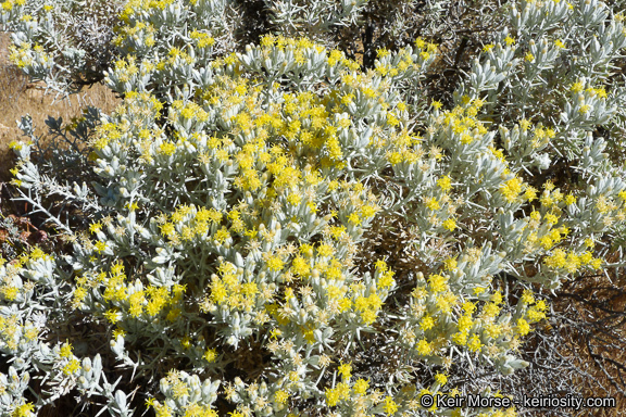 Image of Mojave cottonthorn