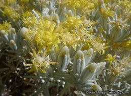 Image of Mojave cottonthorn