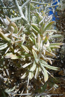 Image of Mojave cottonthorn