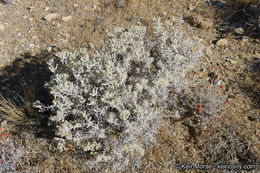 Image of Mojave cottonthorn