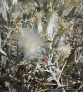 Image of Mojave cottonthorn