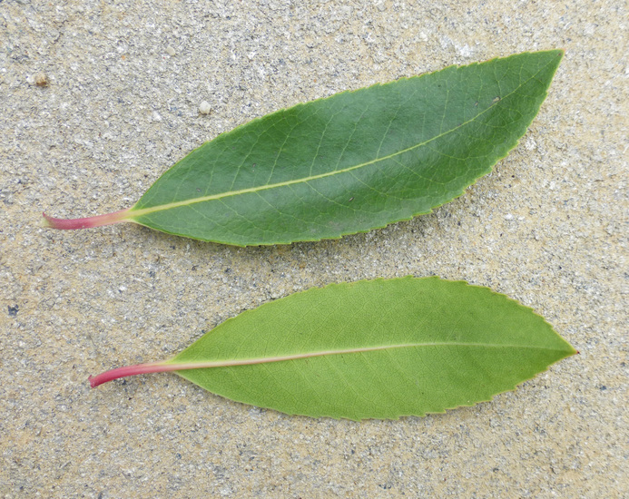 Image of strawberry tree