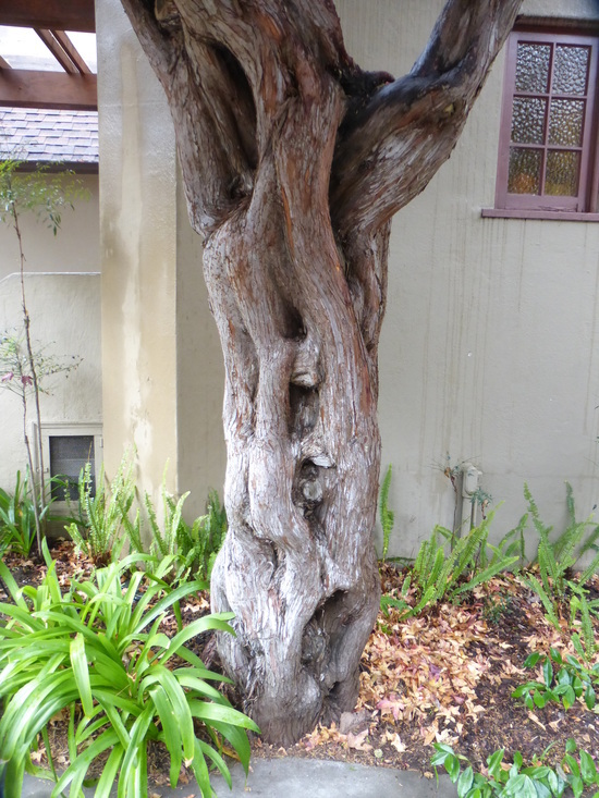 Image of Chinese Juniper