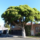 Image of cajeput tree