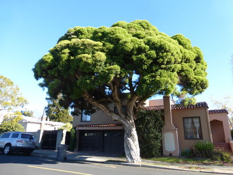 Imagem de Melaleuca linariifolia Sm.