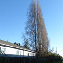 Image of Black Poplar