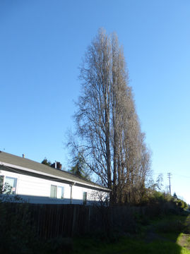 Image of Black Poplar