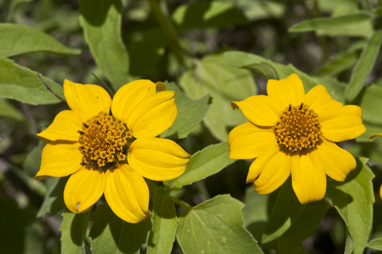 Image de Heliopsis annua Hemsl.