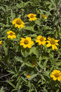 Image de Heliopsis annua Hemsl.