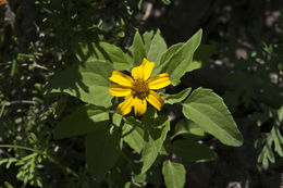 Image of Heliopsis annua Hemsl.