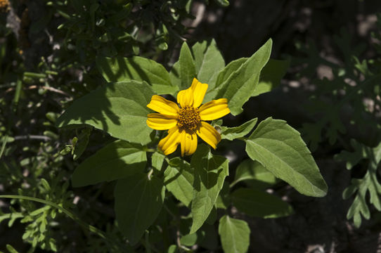 Image de Heliopsis annua Hemsl.