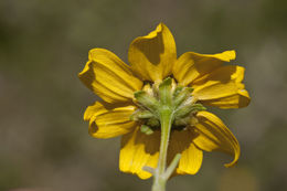 Image of Heliopsis annua Hemsl.