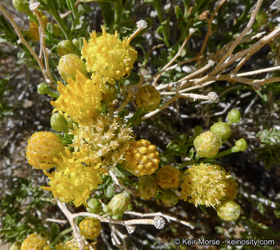 Слика од Acamptopappus sphaerocephalus (Harvey & Gray) A. Gray