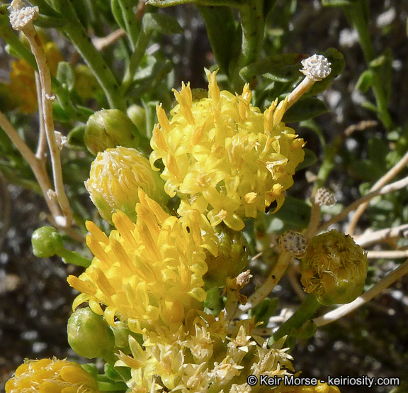 Слика од Acamptopappus sphaerocephalus (Harvey & Gray) A. Gray