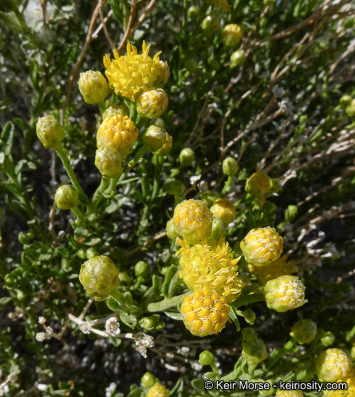 Слика од Acamptopappus sphaerocephalus (Harvey & Gray) A. Gray