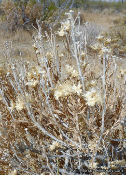 Image of rayless goldenhead