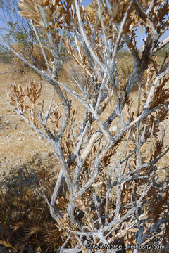 Image of rayless goldenhead