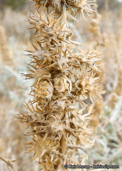 Ambrosia dumosa (A. Gray) Payne的圖片