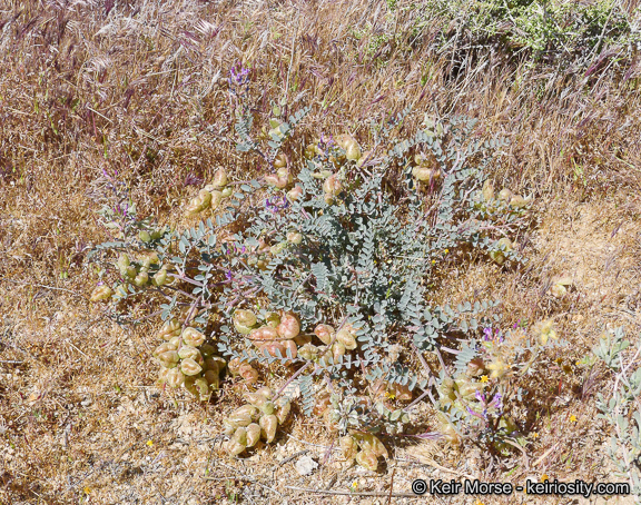 Sivun Astragalus lentiginosus var. variabilis Barneby kuva