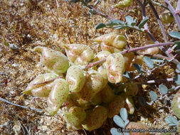 Sivun Astragalus lentiginosus var. variabilis Barneby kuva