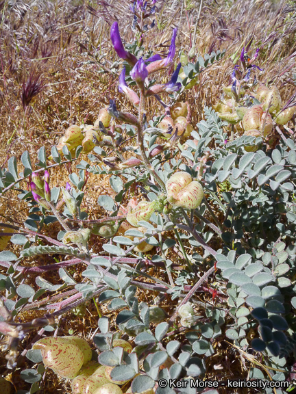 Sivun Astragalus lentiginosus var. variabilis Barneby kuva