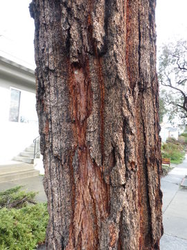 Imagem de Eucalyptus sideroxylon A. Cunn. ex Woolls