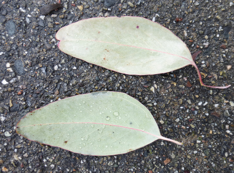 Eucalyptus sideroxylon A. Cunn. ex Woolls resmi