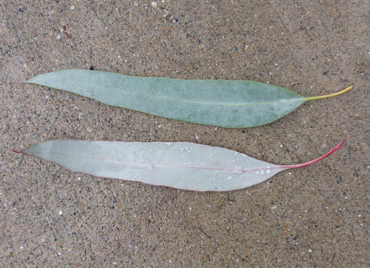 Eucalyptus sideroxylon A. Cunn. ex Woolls resmi