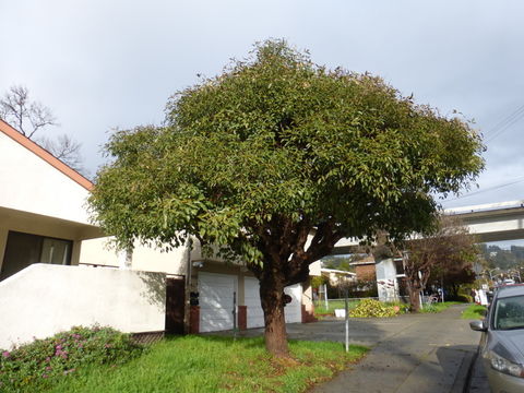 Imagem de Erythrina crista-galli L.