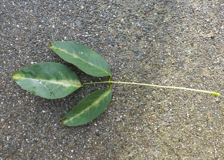 Imagem de Erythrina crista-galli L.