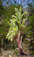 Image of fivetooth spineflower