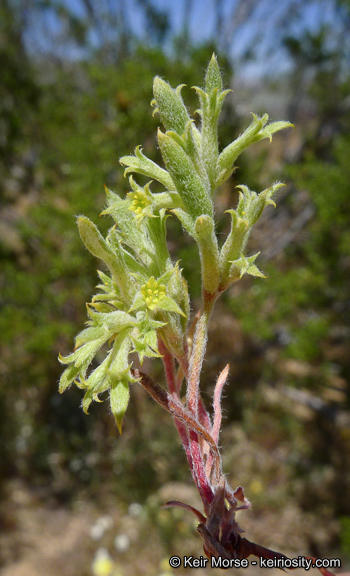 Image de Chorizanthe watsonii A. Gray