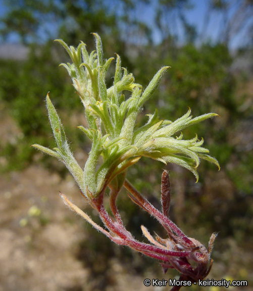 Image of fivetooth spineflower