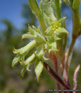 Image of fivetooth spineflower