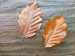 Image of European beech