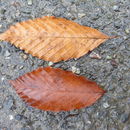 Image of American beech