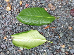 Image of Magnolia guatemalensis Donn. Sm.