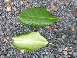 Image de Magnolia guatemalensis Donn. Sm.