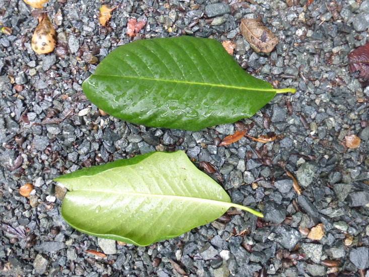 Magnolia guatemalensis Donn. Sm.的圖片