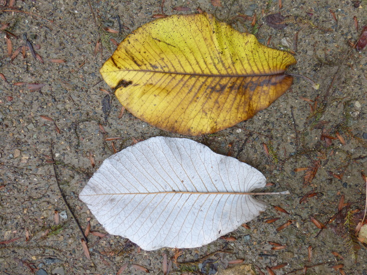 Magnolia macrophylla var. dealbata (Zucc.) D. L. Johnson的圖片