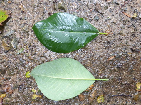 Magnolia sharpii V. V. Miranda的圖片