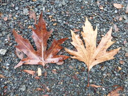 Plancia ëd Platanus orientalis L.