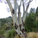 Image de Eucalyptus pauciflora Sieber ex Spreng.