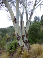 Imagem de Eucalyptus pauciflora Sieber ex Spreng.