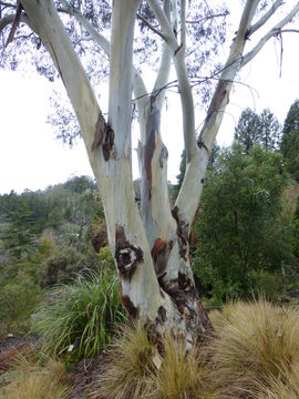 صورة Eucalyptus pauciflora Sieber ex Spreng.