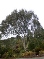 Imagem de Eucalyptus pauciflora Sieber ex Spreng.