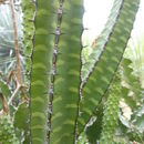 Image of Euphorbia heterochroma Pax
